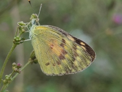 Colotis amata