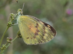 Colotis amata