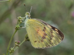 Colotis amata