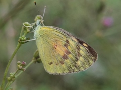 Colotis amata