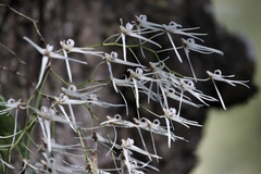 Dendrobium teretifolium