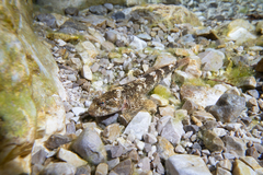 Cottus gobio