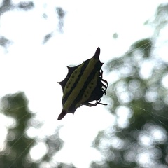 Gasteracantha diadesmia
