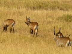 Kobus ellipsiprymnus defassa