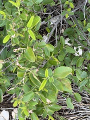 Karwinskia humboldtiana