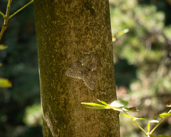 Catocala fraxini