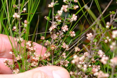 Cryptandra tomentosa