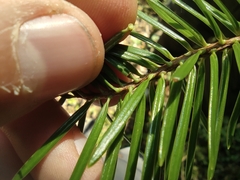 Abies alba