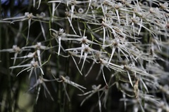 Dendrobium teretifolium