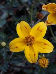 Bidens triplinervia