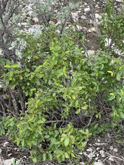 Karwinskia humboldtiana