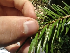 Abies alba