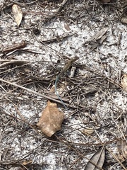 Aspidoscelis sexlineatus