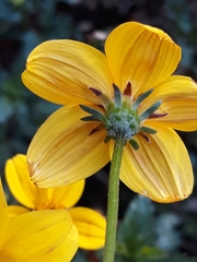 Bidens triplinervia