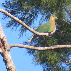Pink-Spotted Fruit-Dove photo 3