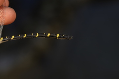 Cordulegaster boltonii