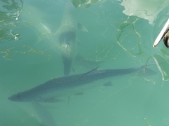 Megalops atlanticus