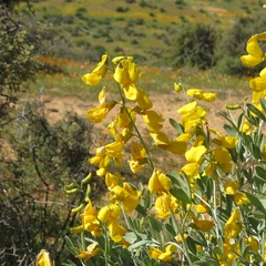 Calobota