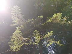 Abies alba
