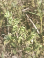 Marrubium