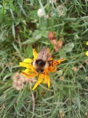 Bombus sylvarum
