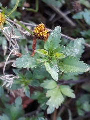 Bidens triplinervia