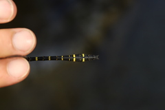 Cordulegaster boltonii