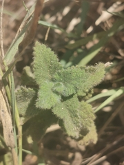 Marrubium