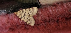 Aglossa