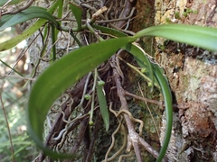 Plectorrhiza tridentata