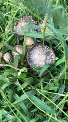 Coprinopsis variegata