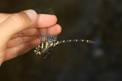 Cordulegaster boltonii