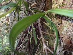 Plectorrhiza tridentata