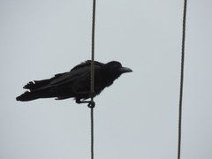 Corvus macrorhynchos culminatus