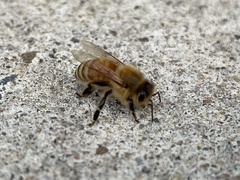 Apis mellifera