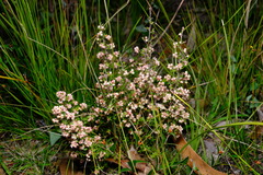 Cryptandra tomentosa