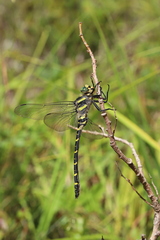 Cordulegaster boltonii