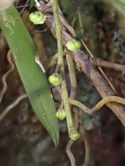 Plectorrhiza tridentata