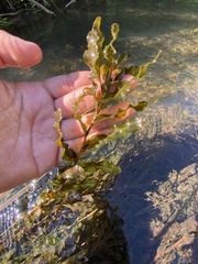 Potamogeton crispus