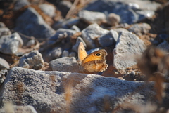 Pyronia cecilia