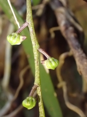 Plectorrhiza tridentata