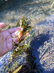 Potamogeton crispus