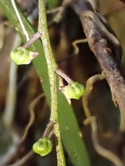 Plectorrhiza tridentata