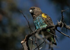 Poicephalus meyeri