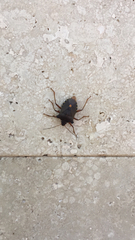 Pentatoma rufipes