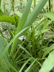 Cataclysta lemnata