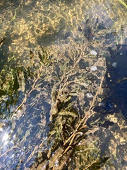 Potamogeton crispus