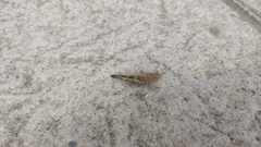 Aiolopus strepens