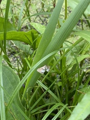 Cataclysta lemnata