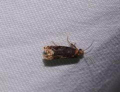 Eucosma ochroterminana